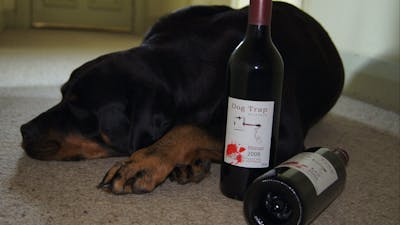 Dog Trap's wine and their dog