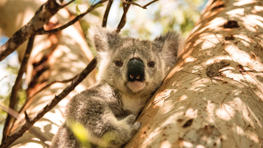 Magnetic Island National Park