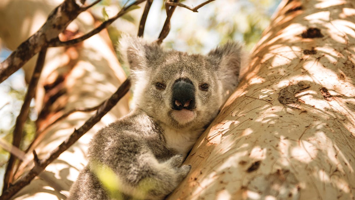 Koala in tree.