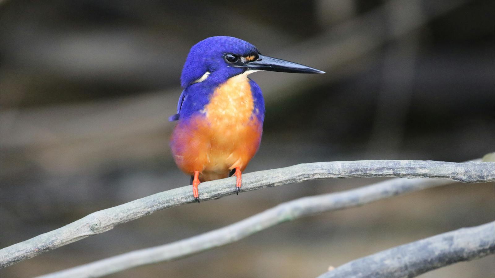 Awsome Azure Kingfisher