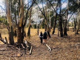 Clare Valley Wine & Wilderness Trail Guided Walks [2-Hour Session] Cover Image