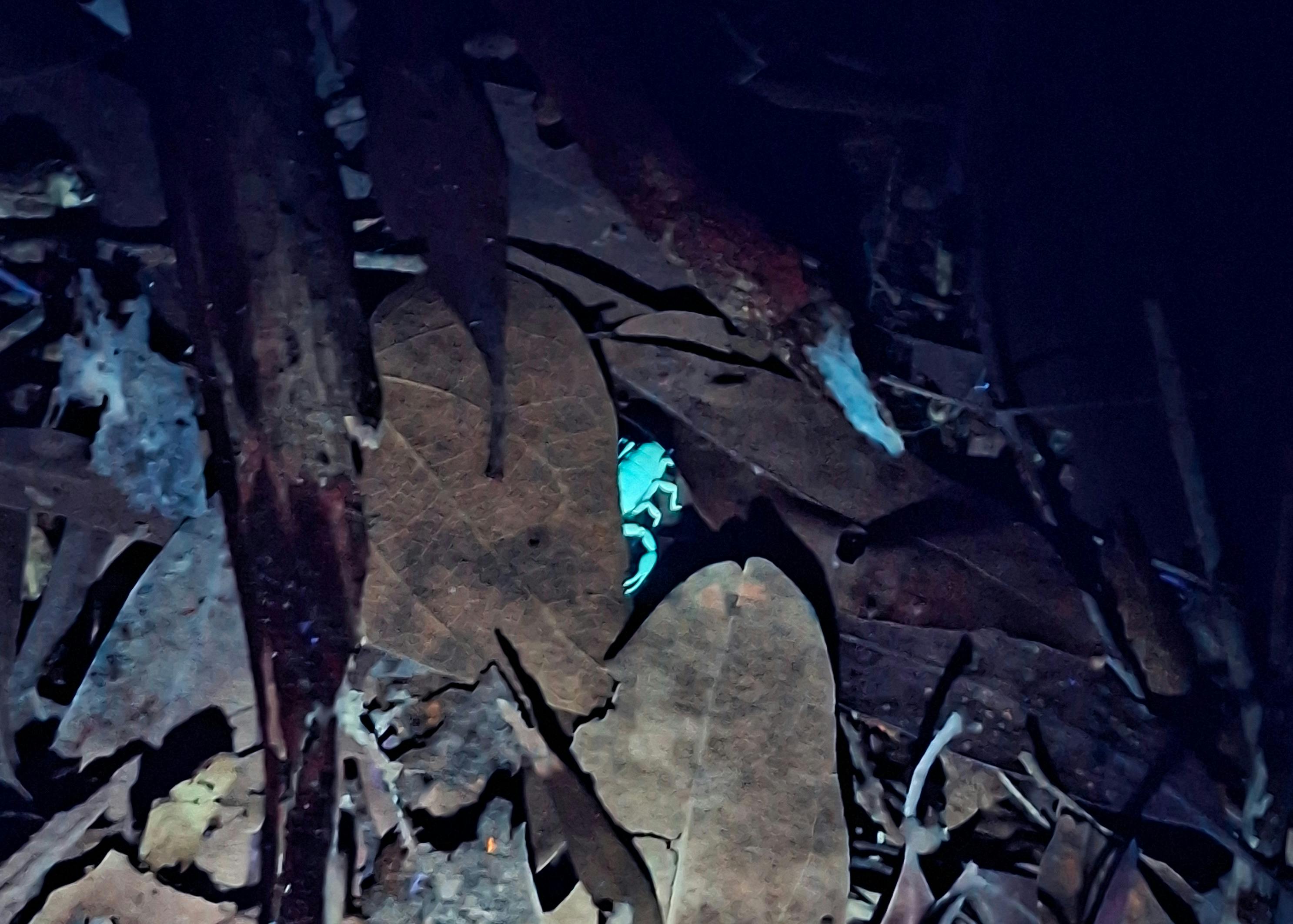 A bright neon blue scorpion amongst brown leaf litter