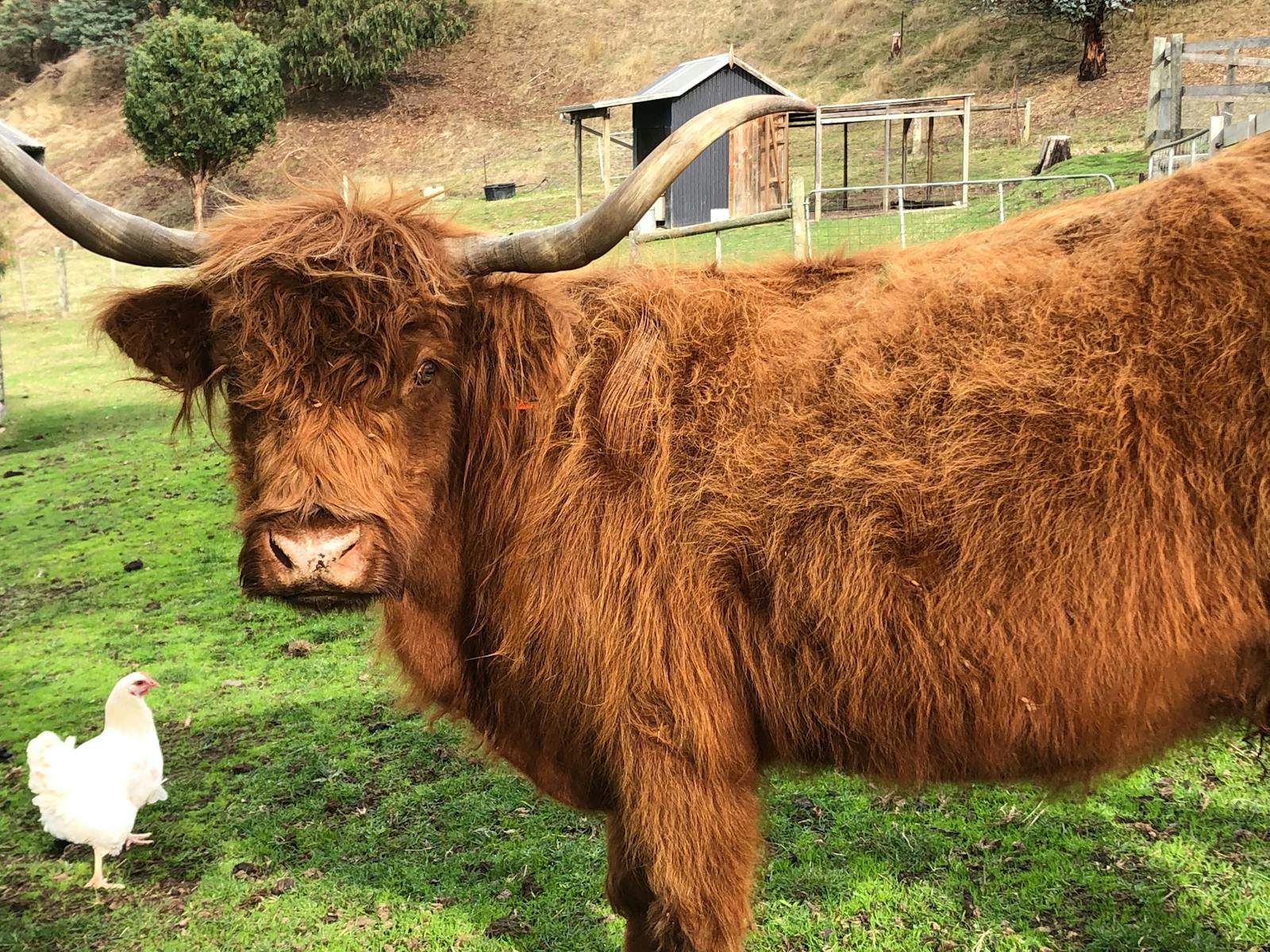 Nelly the Highland Cow