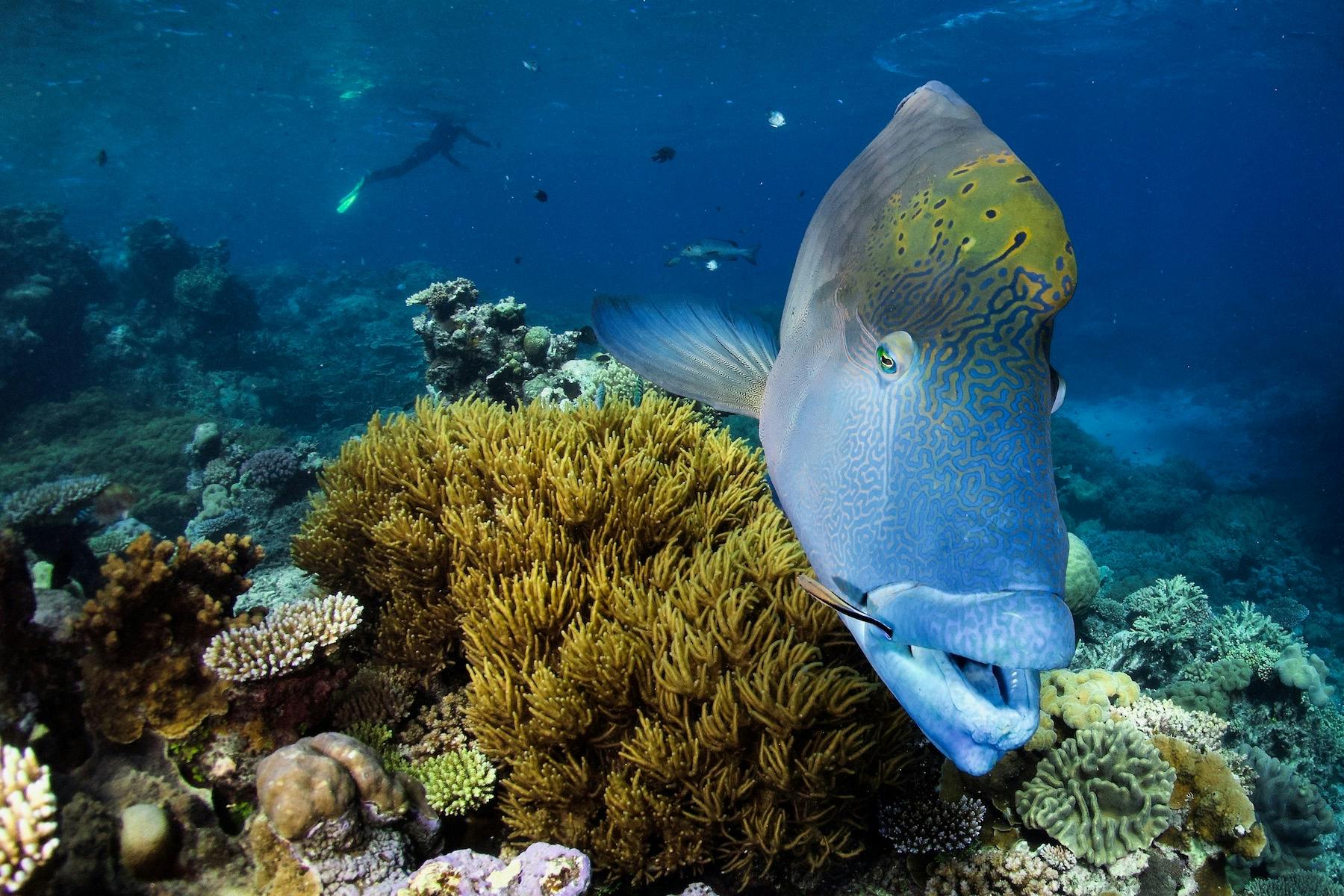 Maori Wrasse and Anemone Fish! Just 2 of the 'Great 8' things to see on the Great Barrier Reef