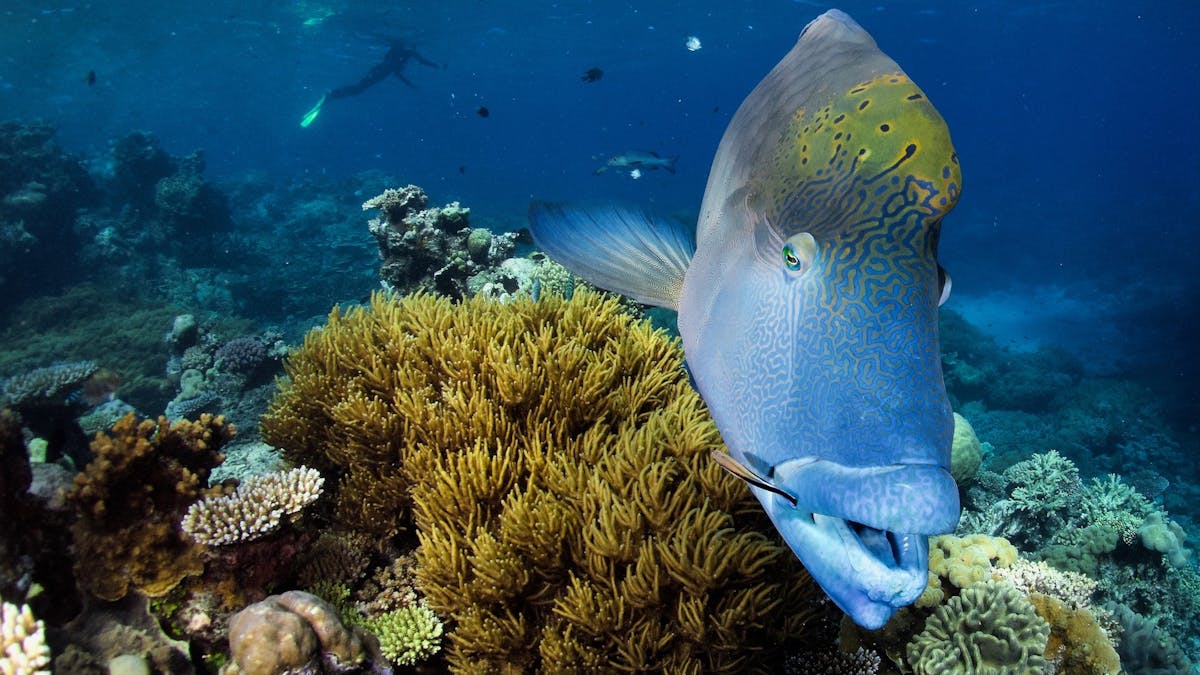 Maori Wrasse and Anemone Fish! Just 2 of the 'Great 8' things to see on the Great Barrier Reef