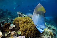Maori Wrasse and Anemone Fish! Just 2 of the 'Great 8' things to see on the Great Barrier Reef