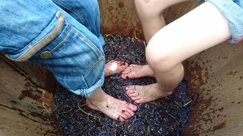 Image of the event 'Grape Stomping at Murrumbateman Winery'