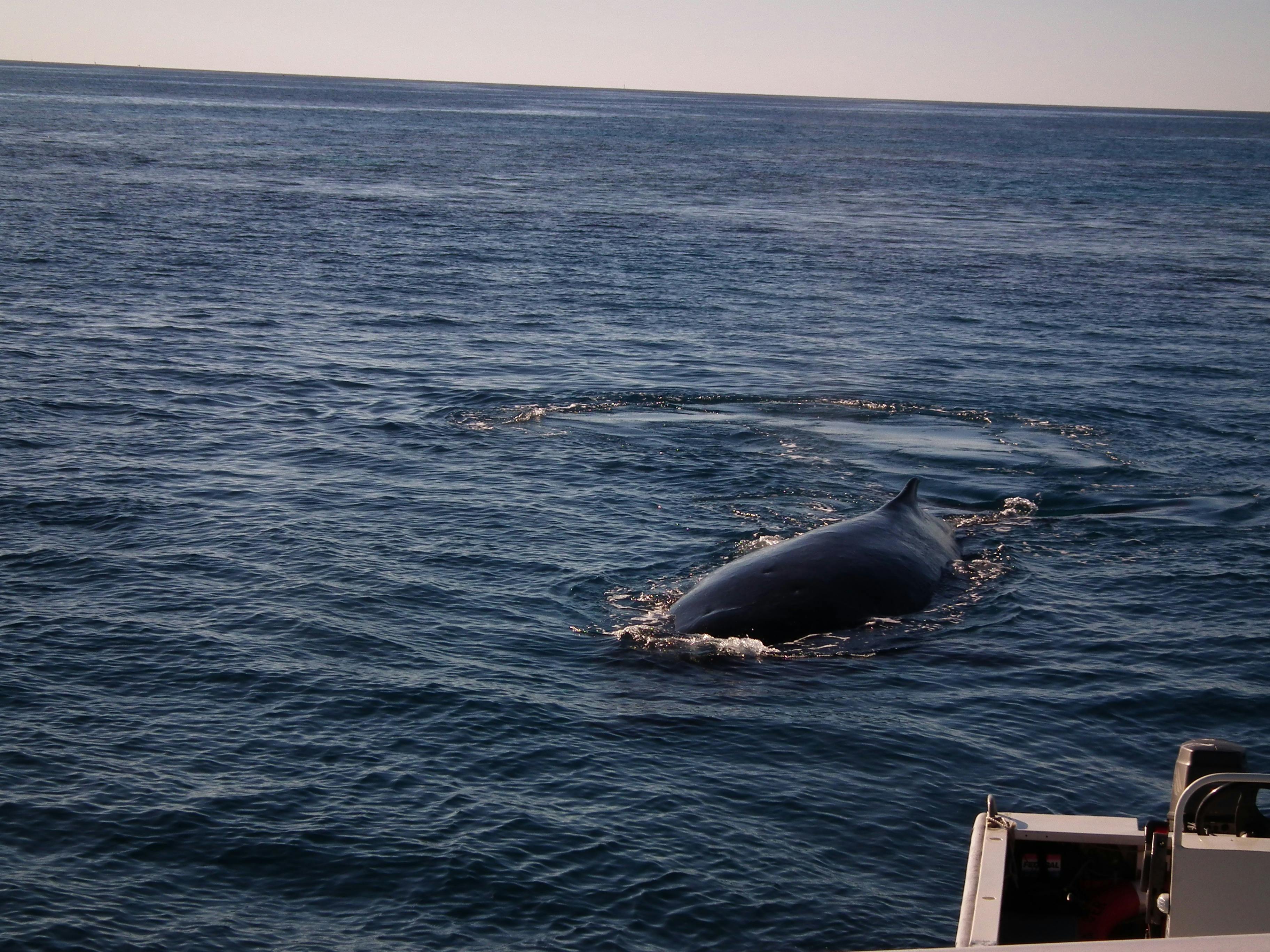 Whales are very social and often swim close to see us!