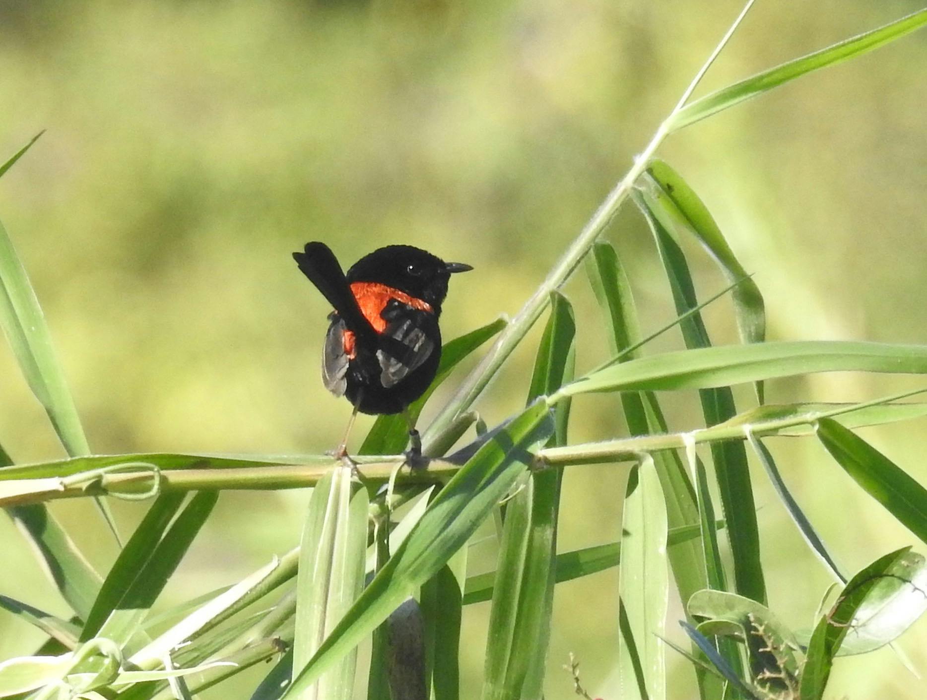 red-backed fairy wren