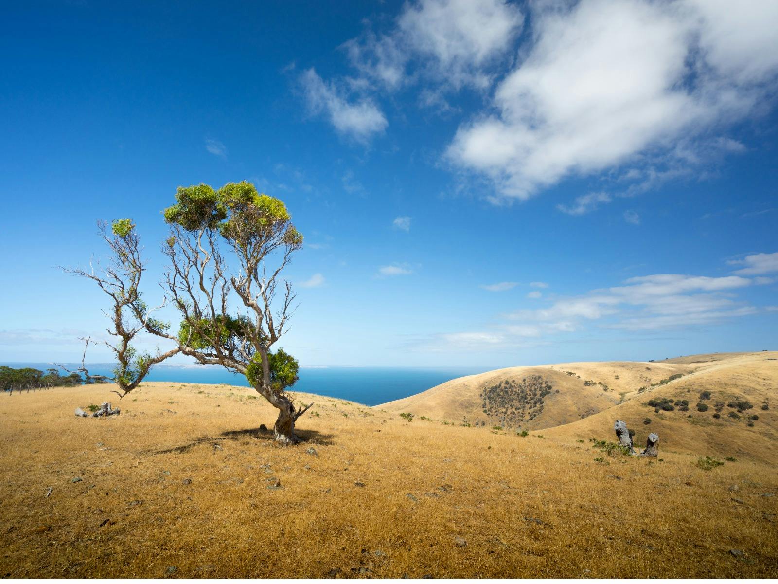 Tree in the landscape of Deep Creek