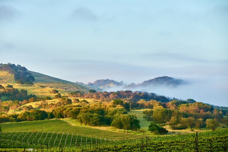 Eden Valley Walk Picnic Premium Henschke