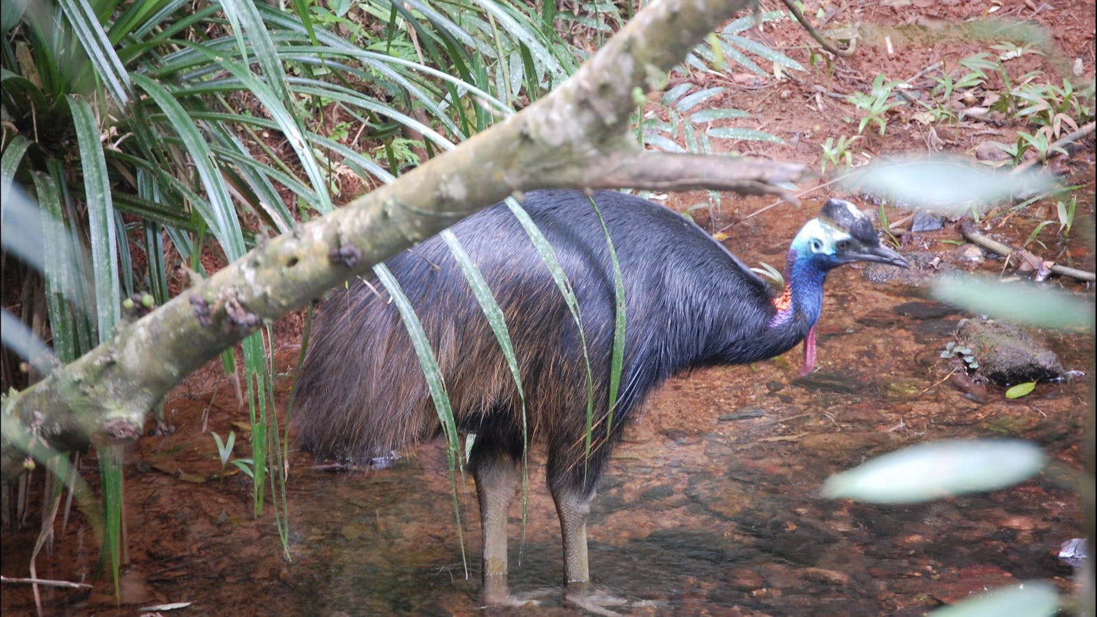 Daintree Discovery Centre