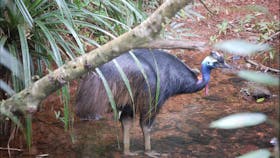 Cassowary - Daintree Discovery Centre