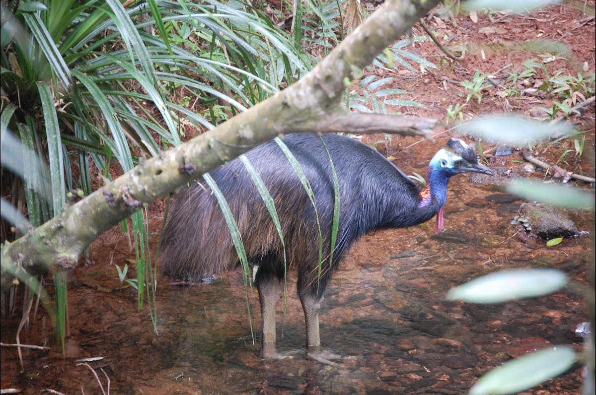 Cassowary - Daintree Discovery Centre