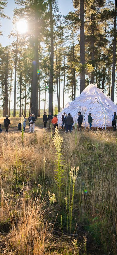 Shiver House V4 sits within the forest at Sugar Pines, Bago State Forest