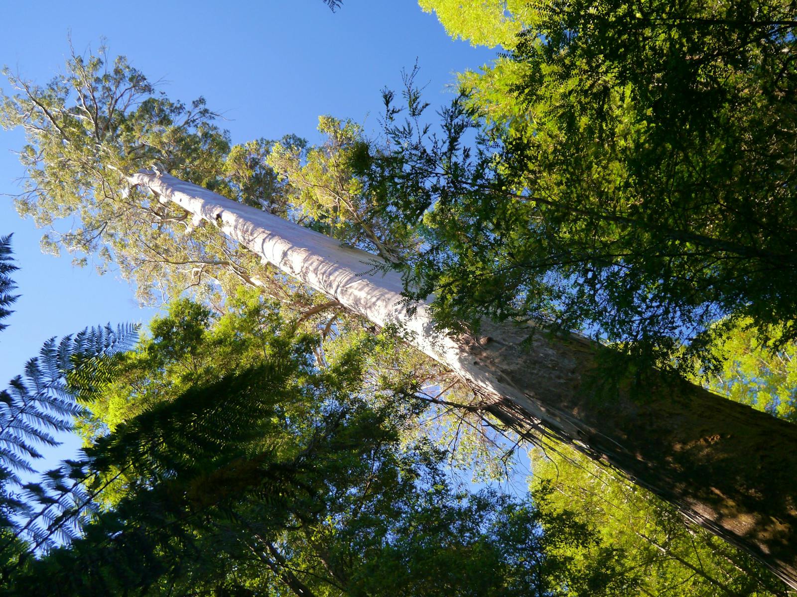 A Styx Valley giant Eucalyptus reaching for the sky