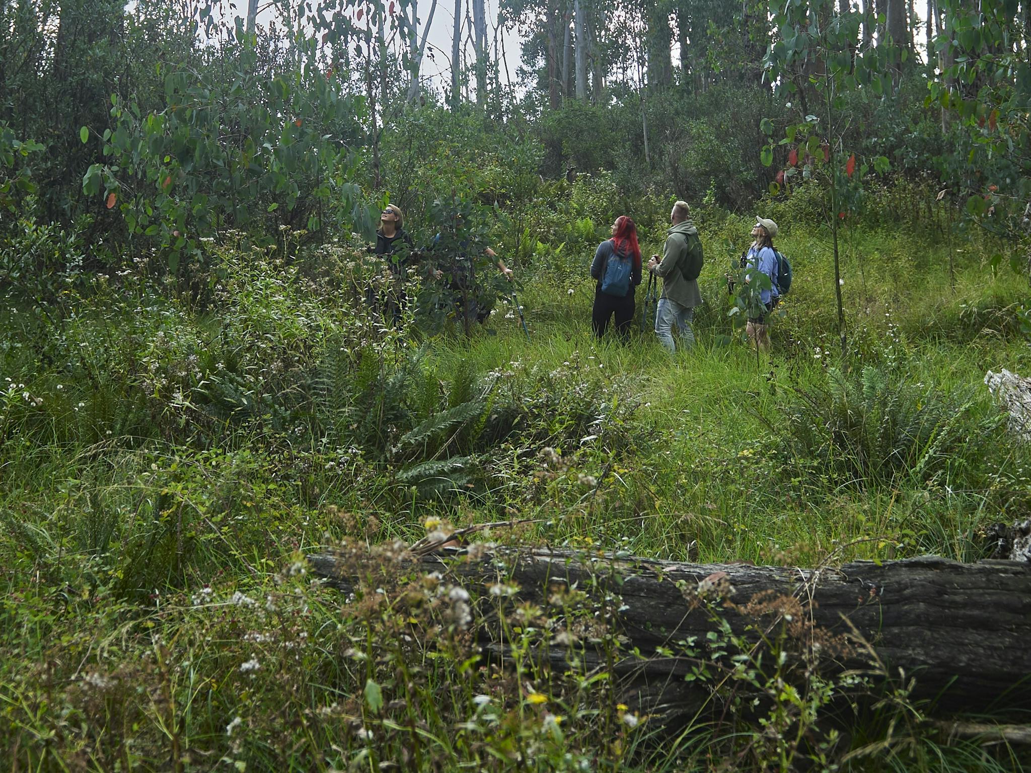 A group of hikers on a High Country trail taking in the surrounding beauty.