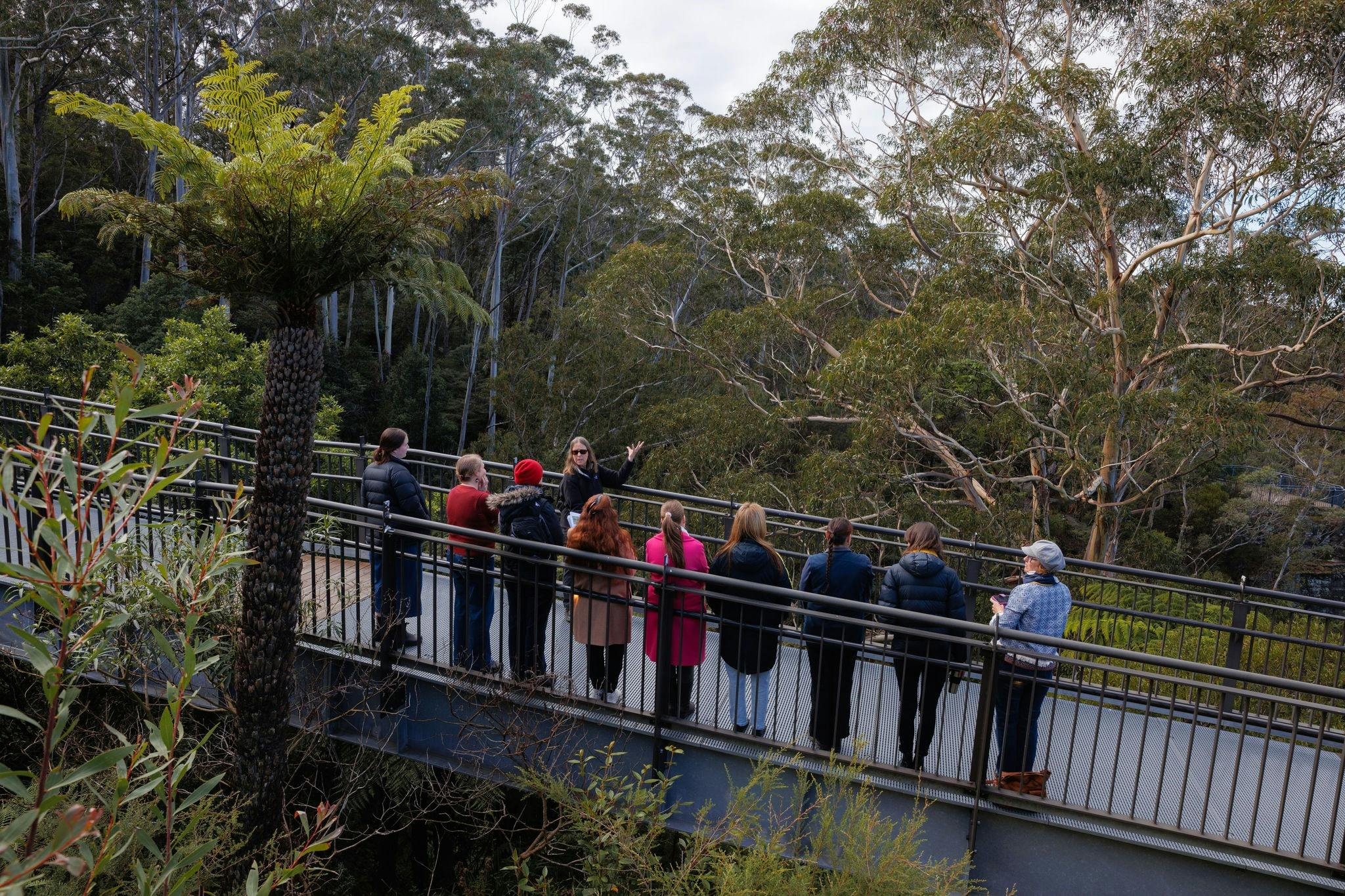 A group of visitors stand looking at tree ferns and eucalypts, with tour guide providing commentary.