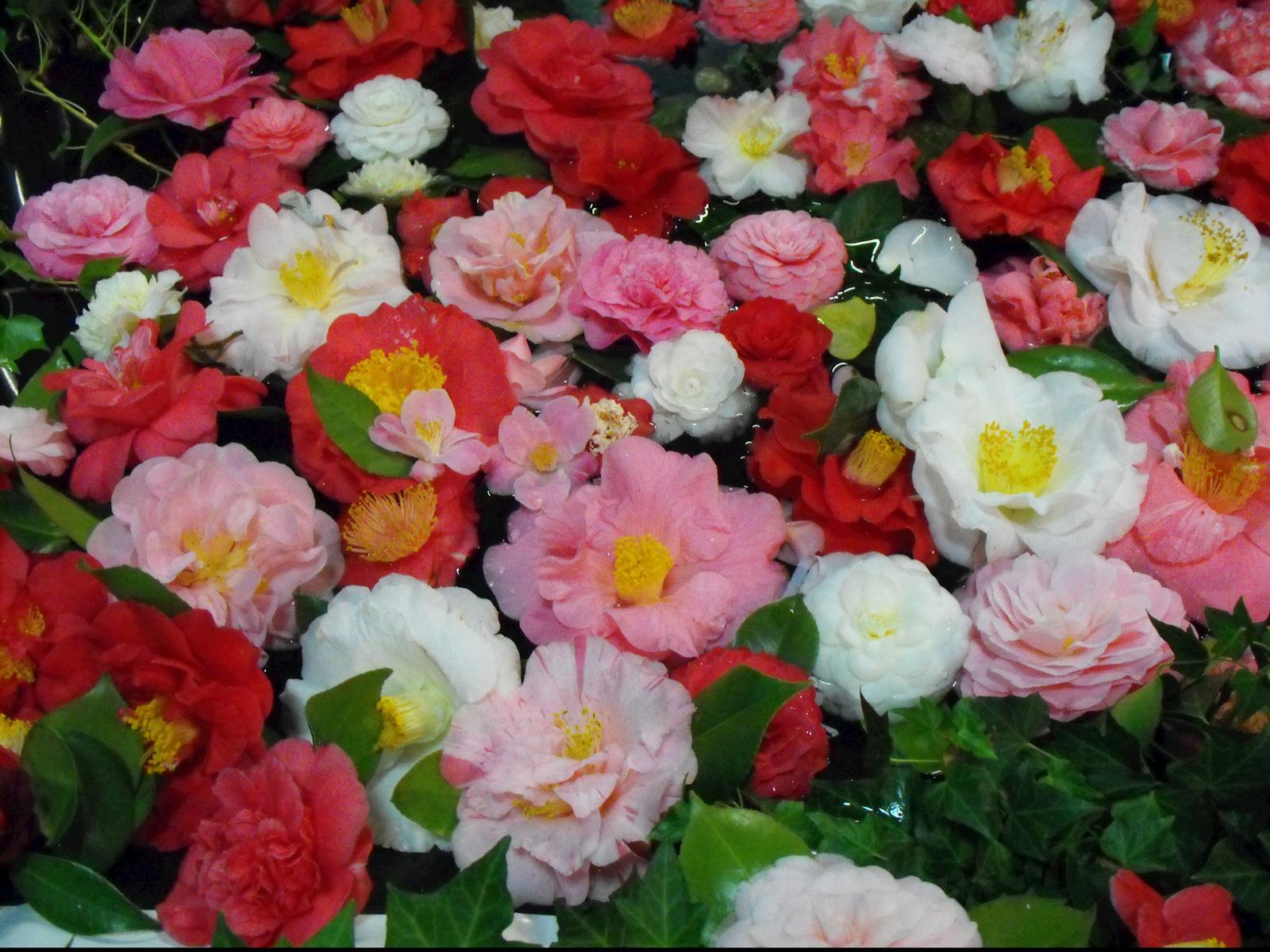 Image for Narrandera Camellia Show