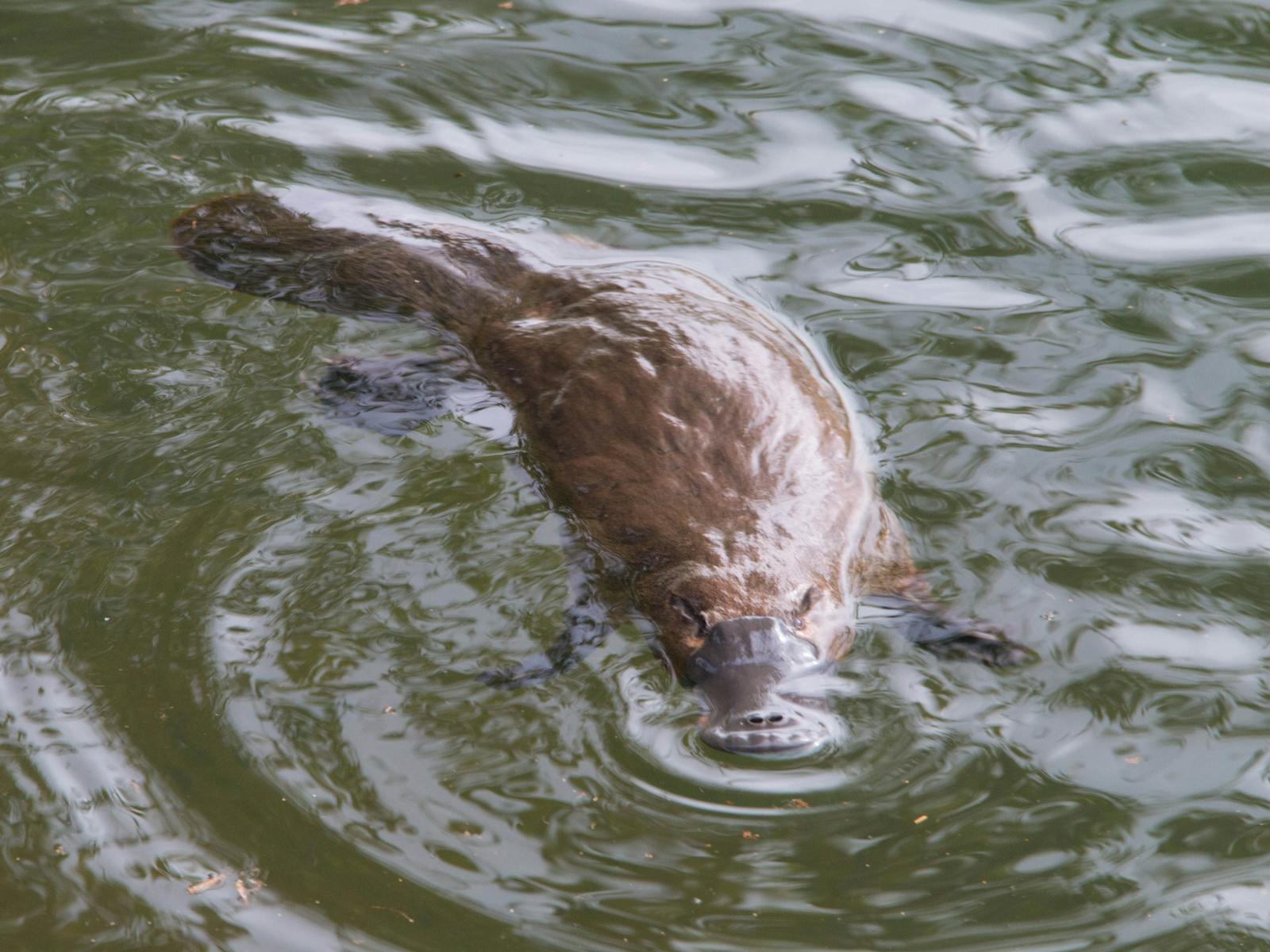 platypus swimming
