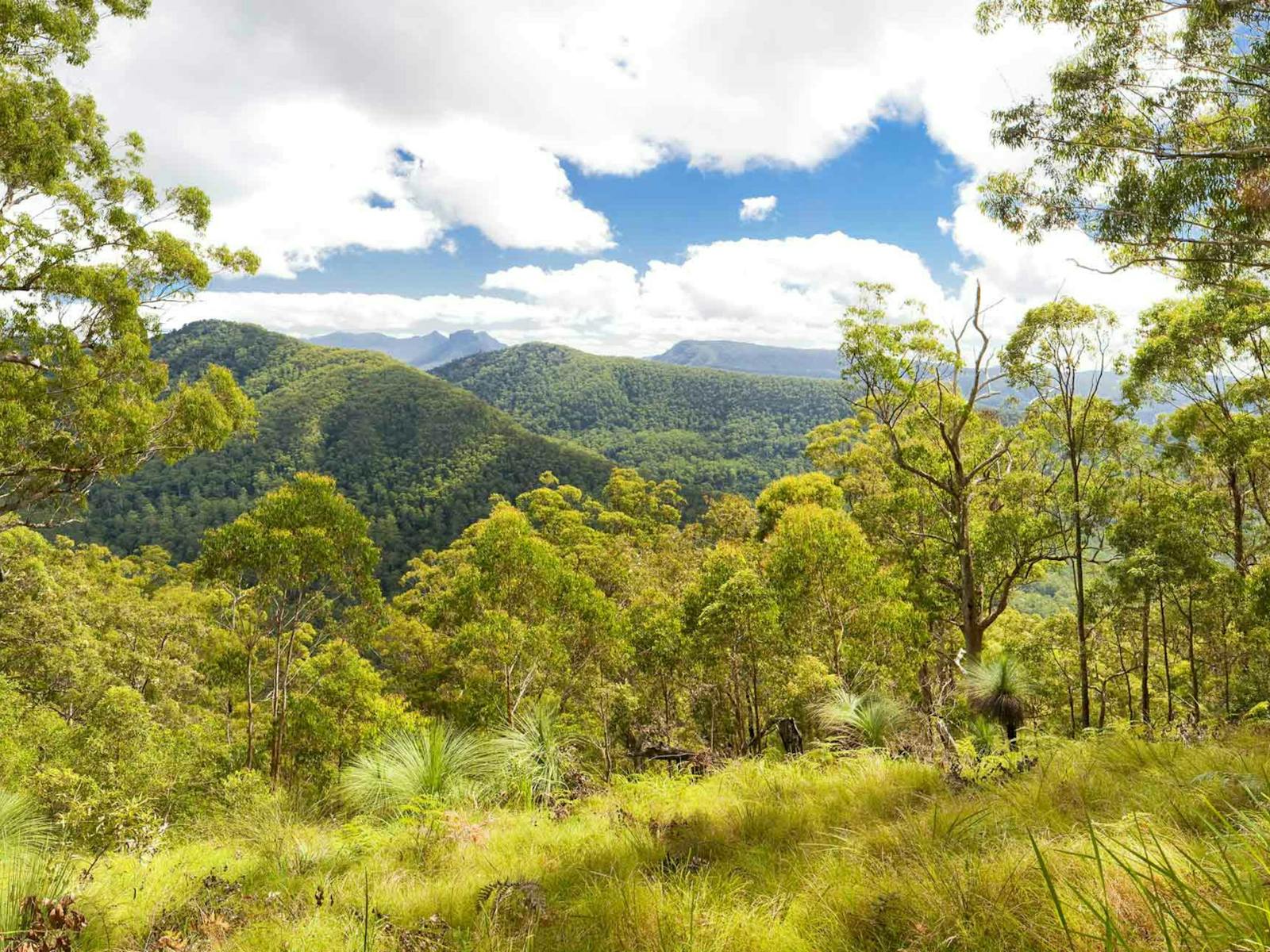 Sherwood Lookout, Toonumbar-Nationalpark. Foto: Hamilton Lund/Ziel NSW