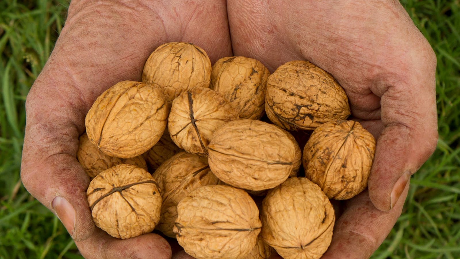 Some of the award-winning walnuts grown at Coaldale Walnuts.