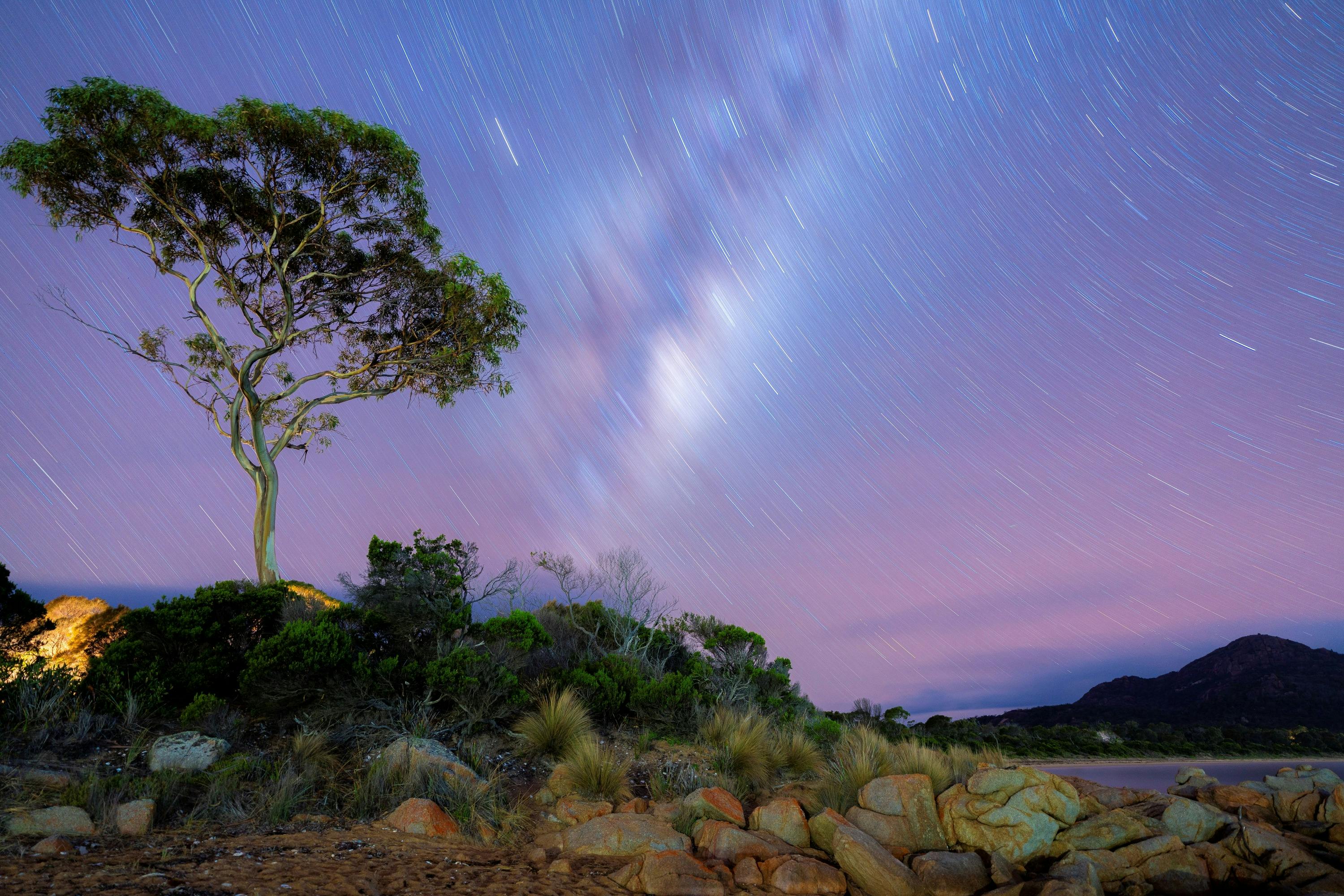 Milkyway and Startrails shining over a single eucalypt tree at Coles Bay in Tasmania