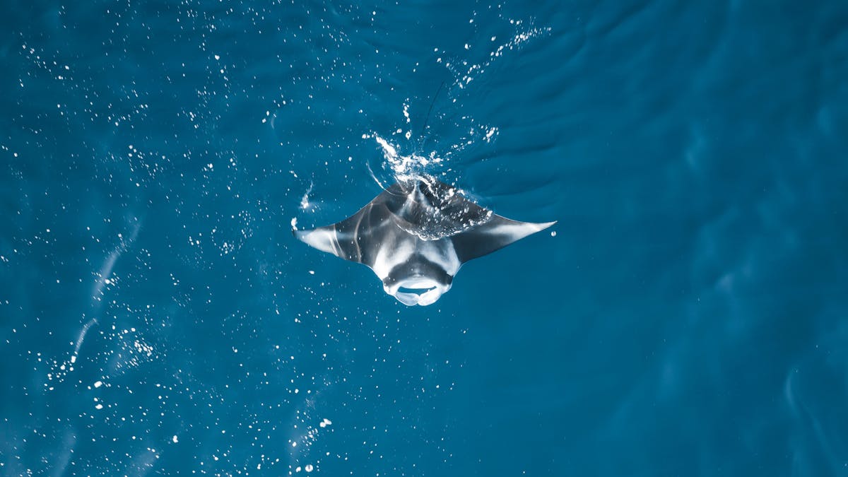 Manta Ray
