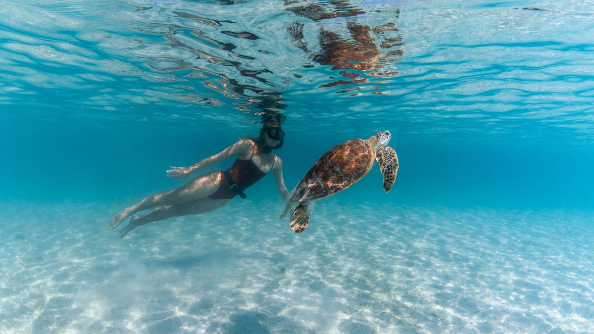 Experience swimming with the resident turtles at Lizard Island