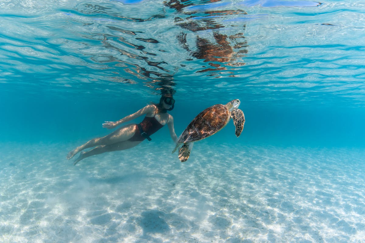 Experience swimming with the resident turtles at Lizard Island