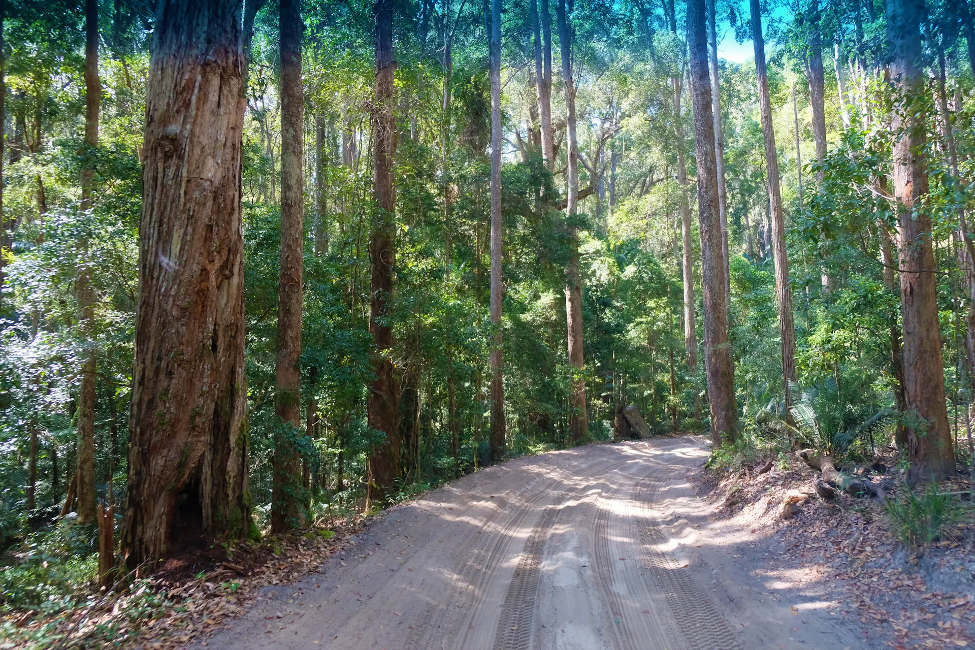 Inland Rain Forest Drive