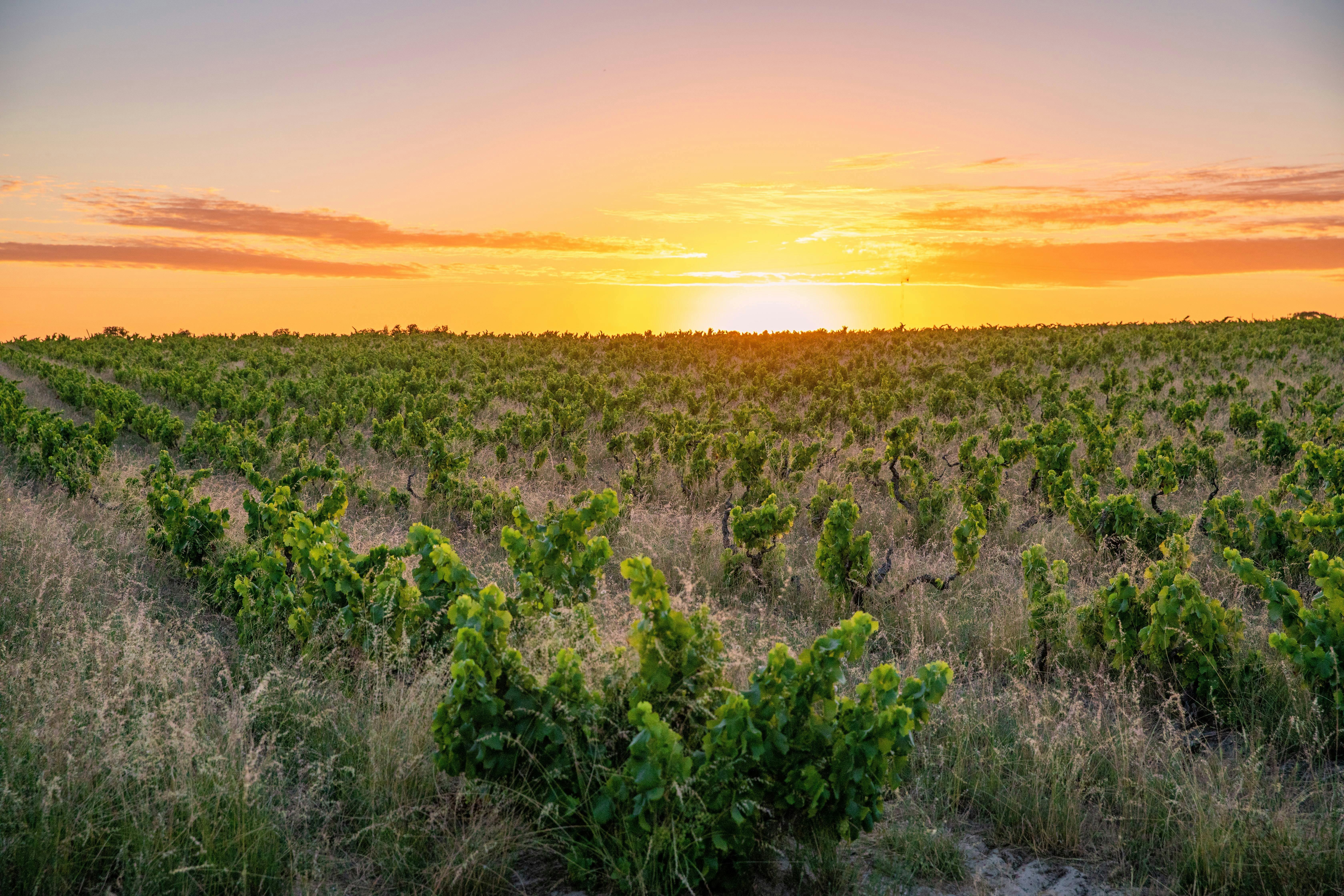 Holiday Twilight Hours at Yangarra
