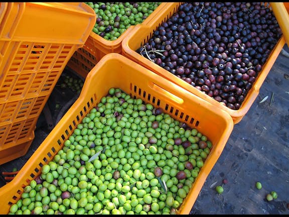 Manly Fresh Produce Markets