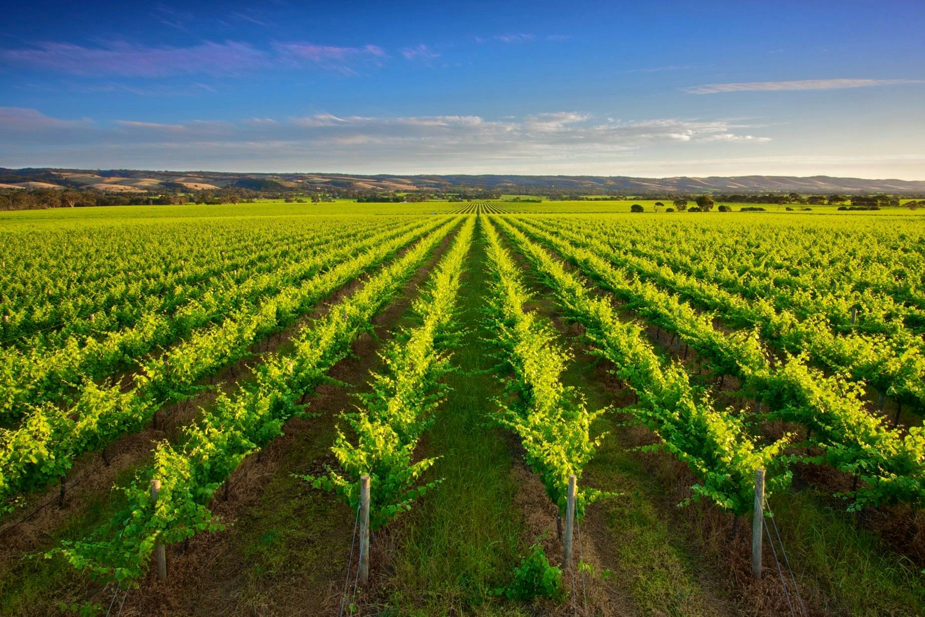 vineyards