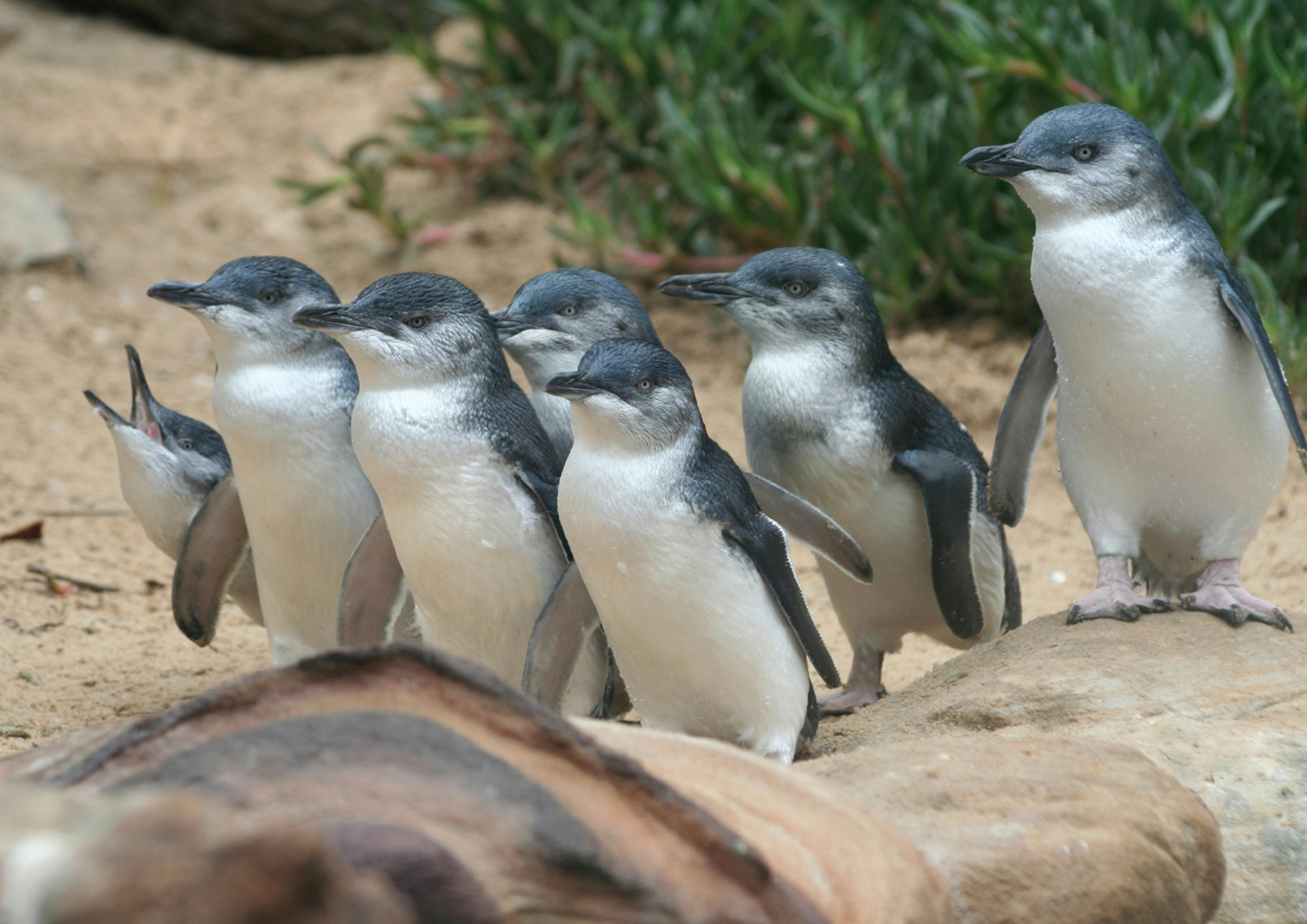 Penguin Parade at Phillip Island Nature Parks