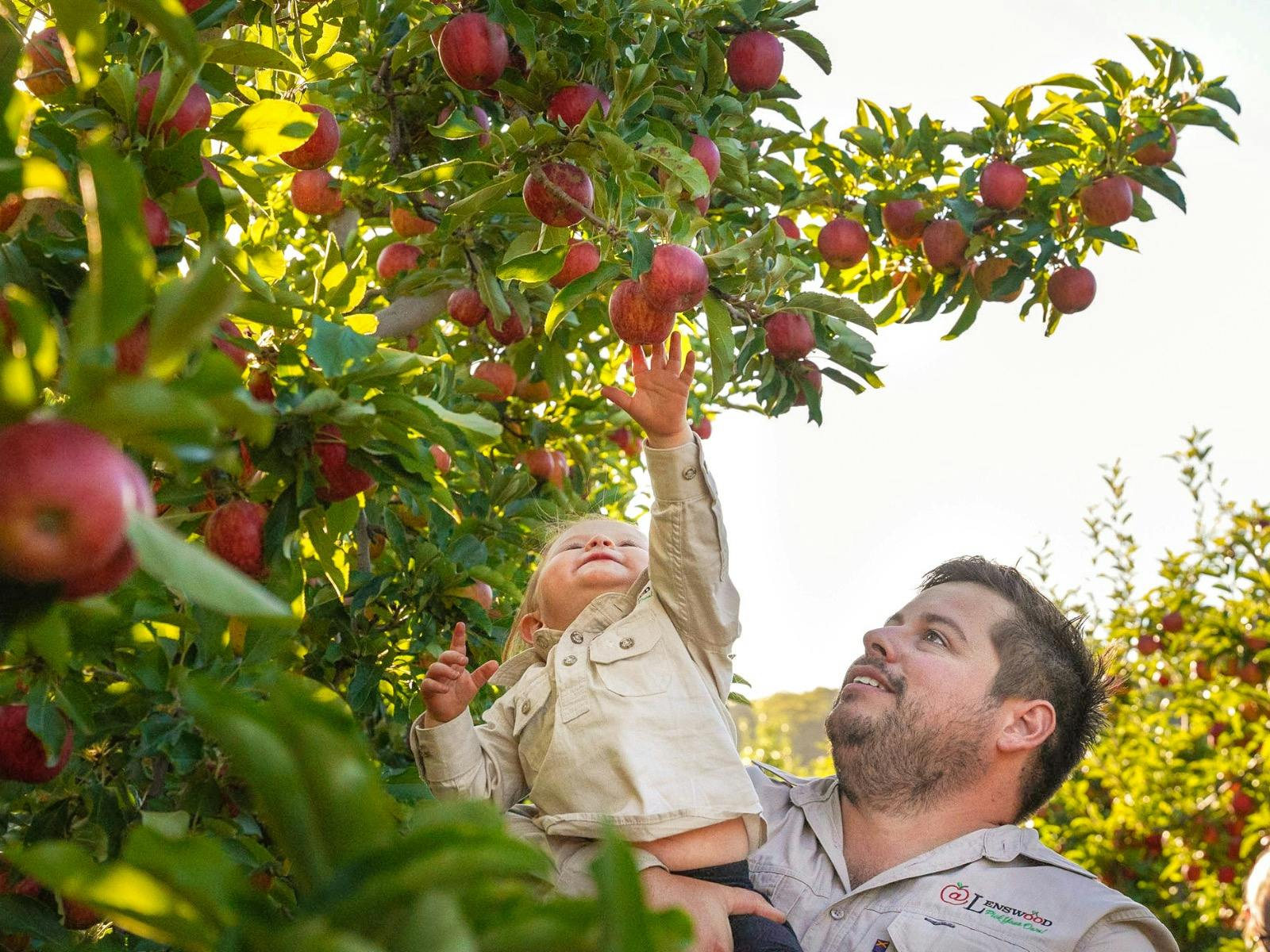 Autumn School Holiday Apple Picking