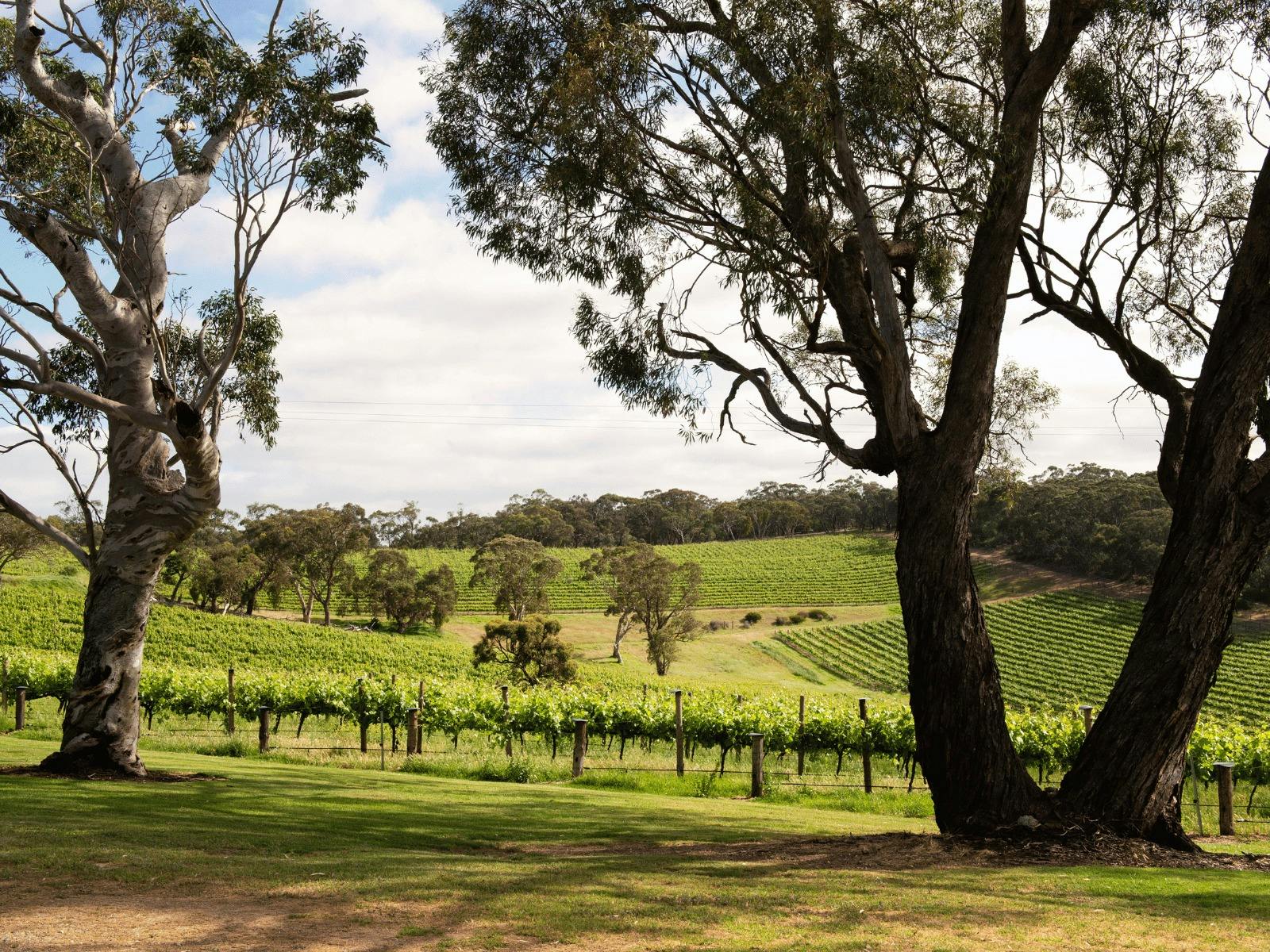 Easter Weekend at McLaren Vale Distillery