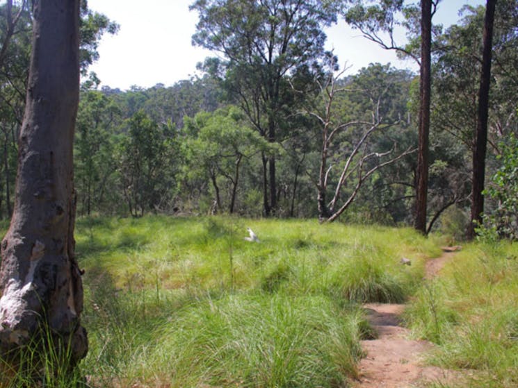 Ingleburn Reserve Walk Trail