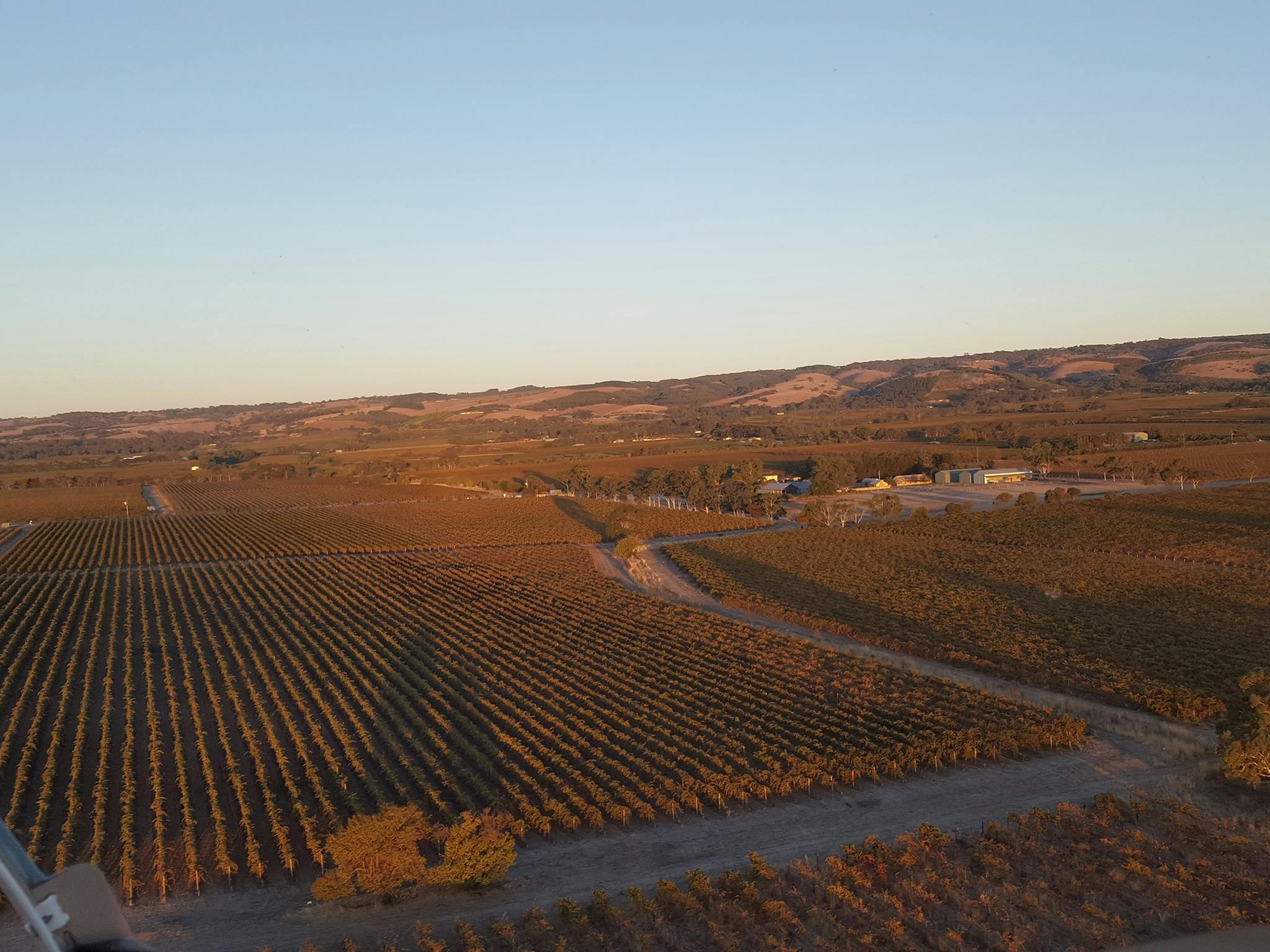 Sunset over vines