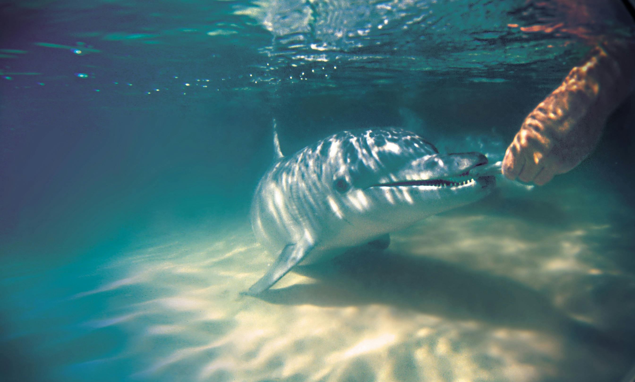 Wild Dolphin Feeding