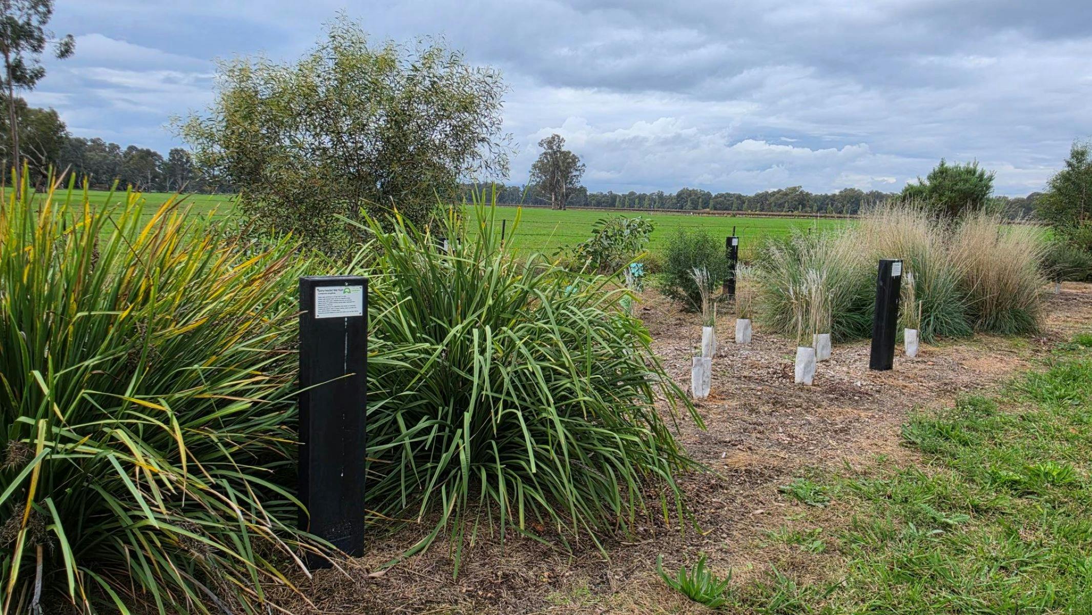Variety of native plants with brown signage saying what species they are.