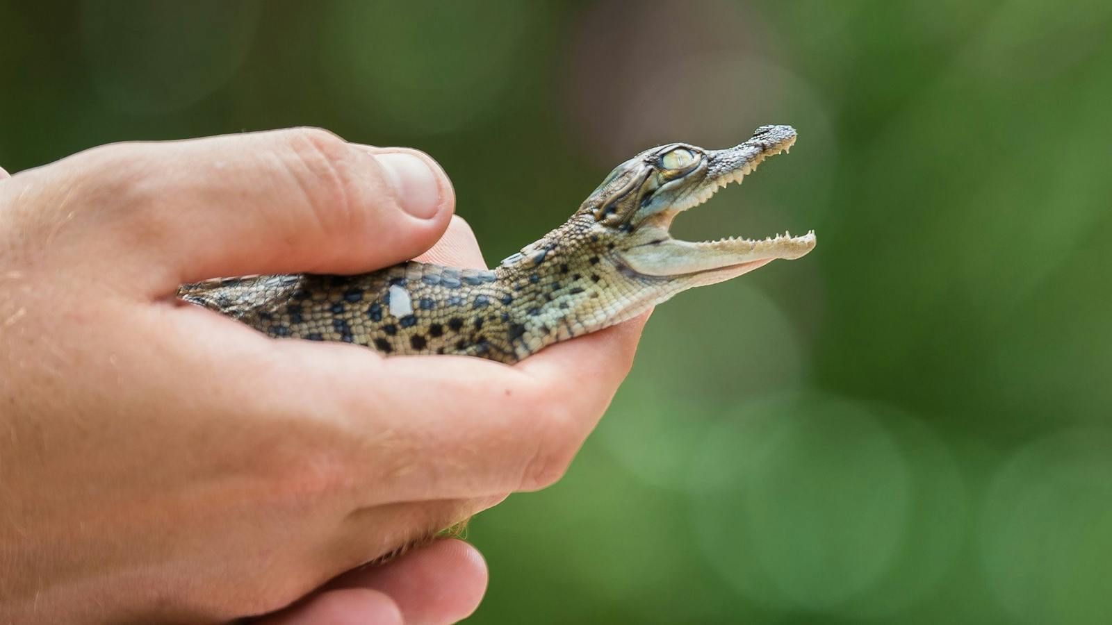 Crocodile Hatchling