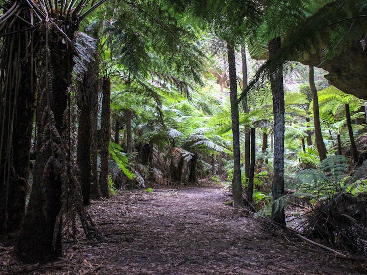 Lush tree ferns tower over a cleared walking trail below.