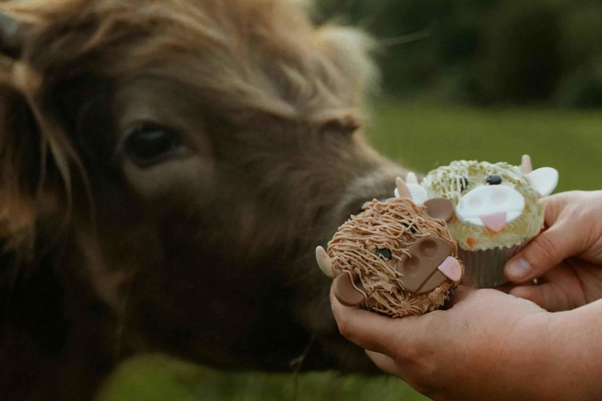 highland cow reaching out to sniff cow-decorated cupcakes