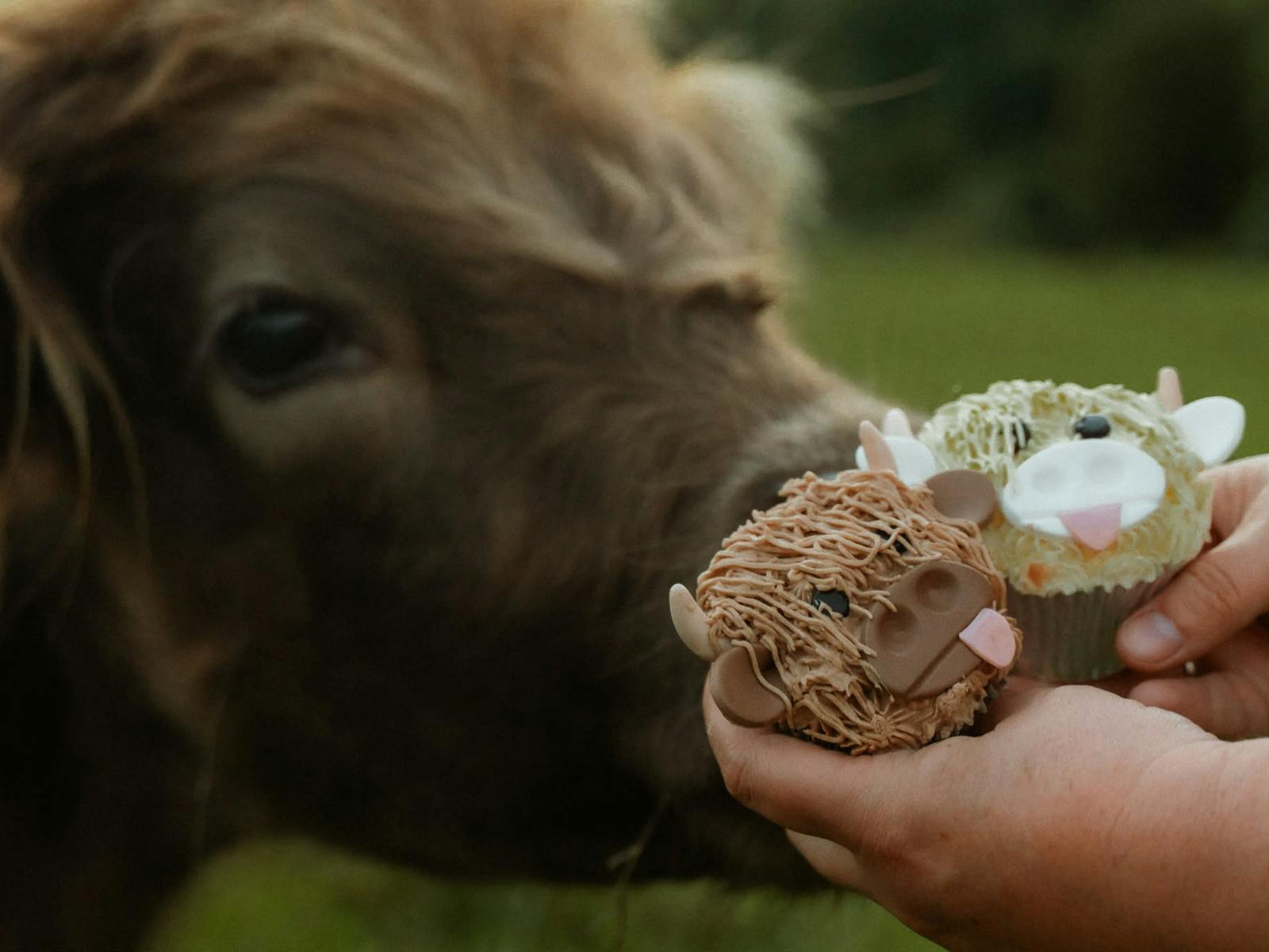 Coos & Cupcakes