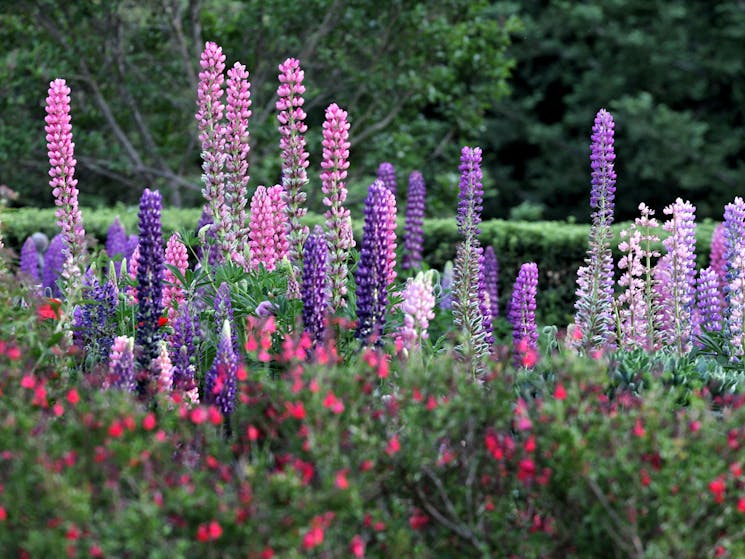Spring Lupins in all their glory