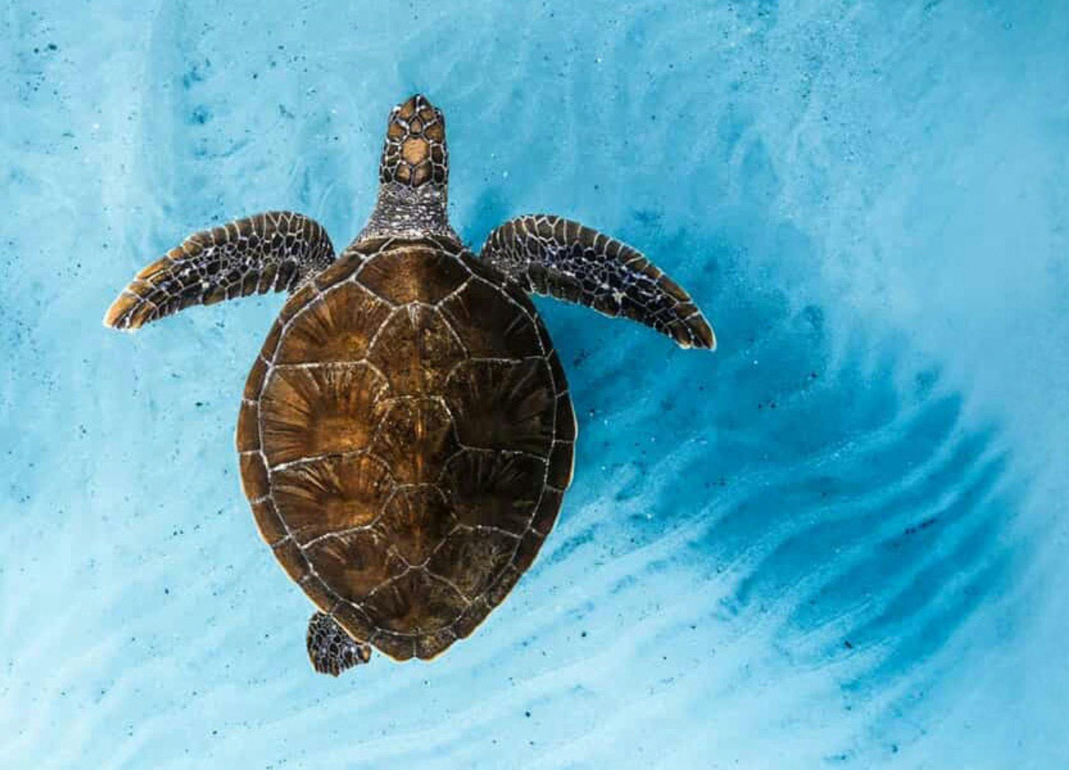 Turtle swimming in blue ocean