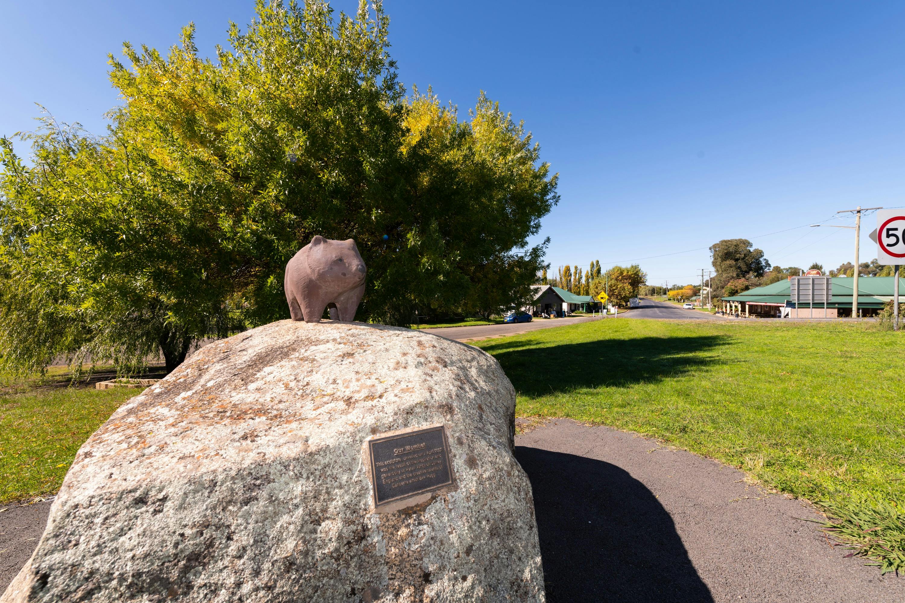 Wombat of the Rock