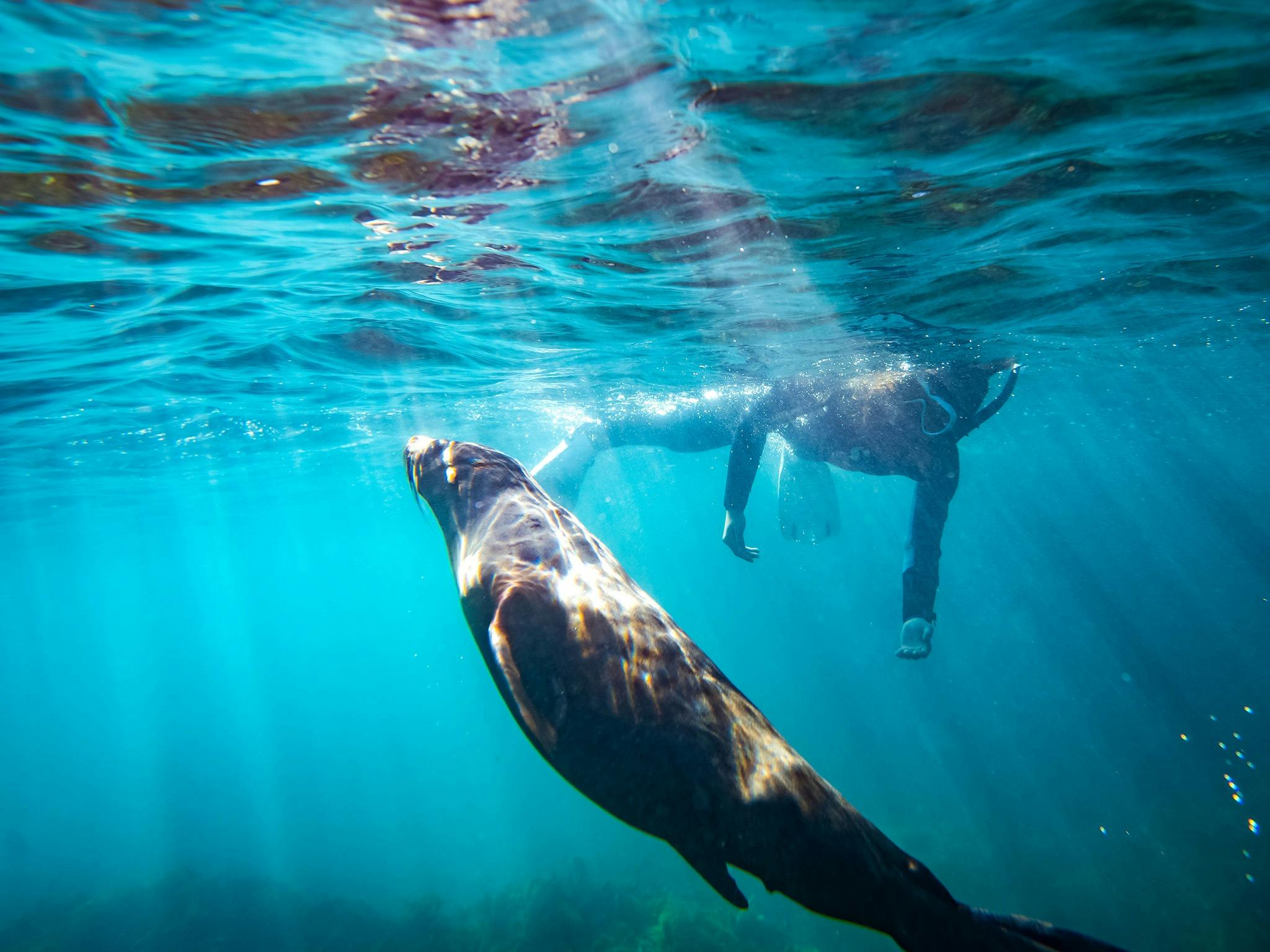 A Long-Nosed Seal plays next to a snorkeller