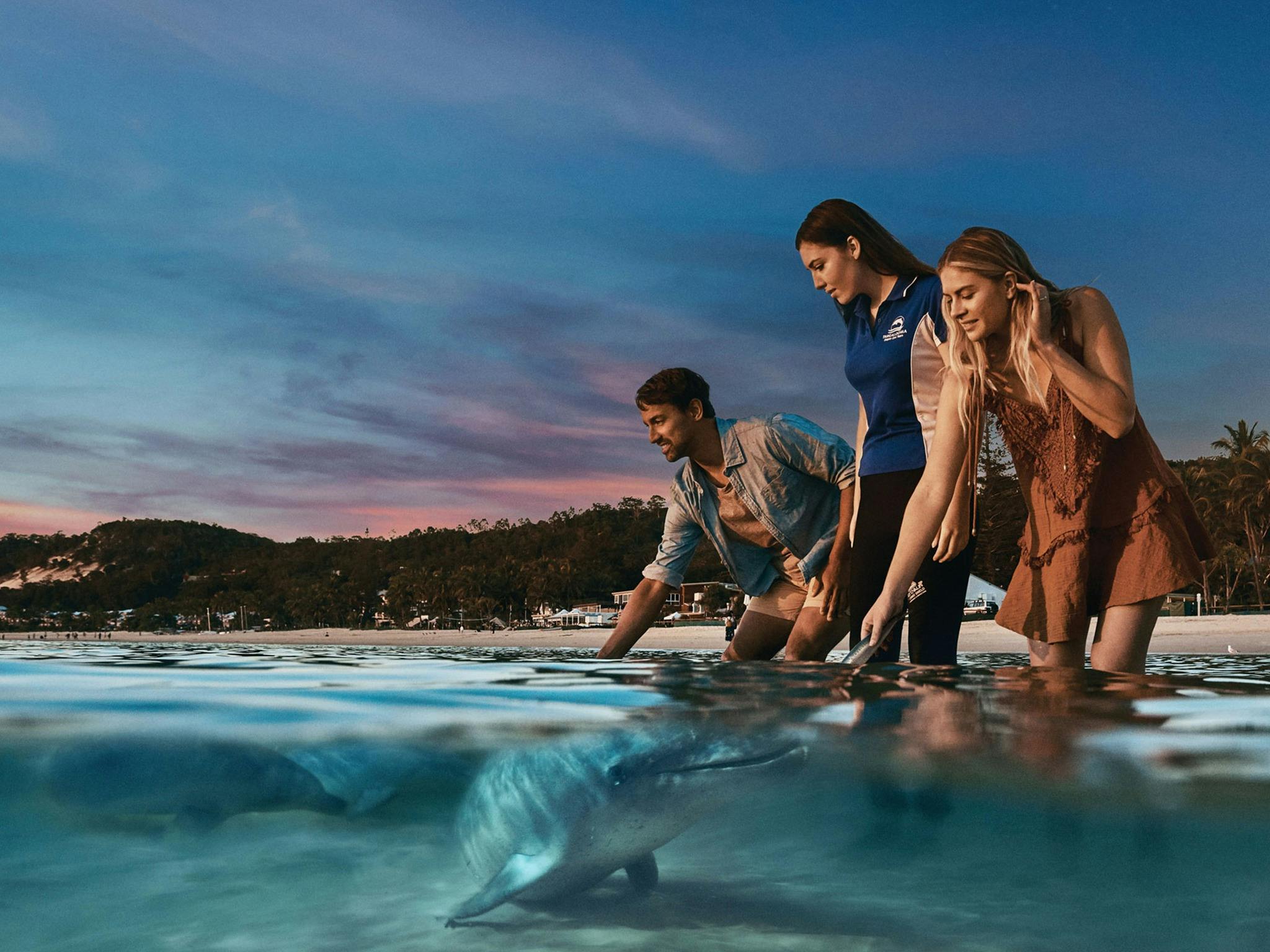 Tangalooma Wild Dolphin Feeding